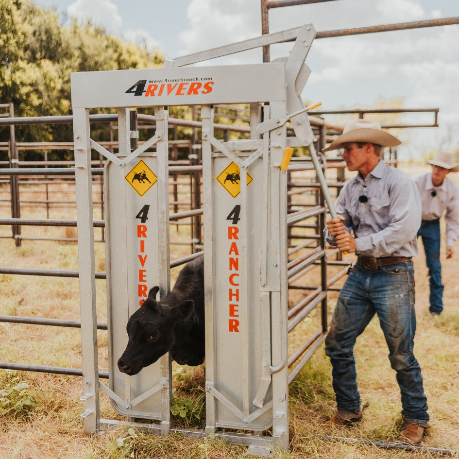 Cattle Rancher Using the 4 Rivers Head Gate with black cattle peeking out