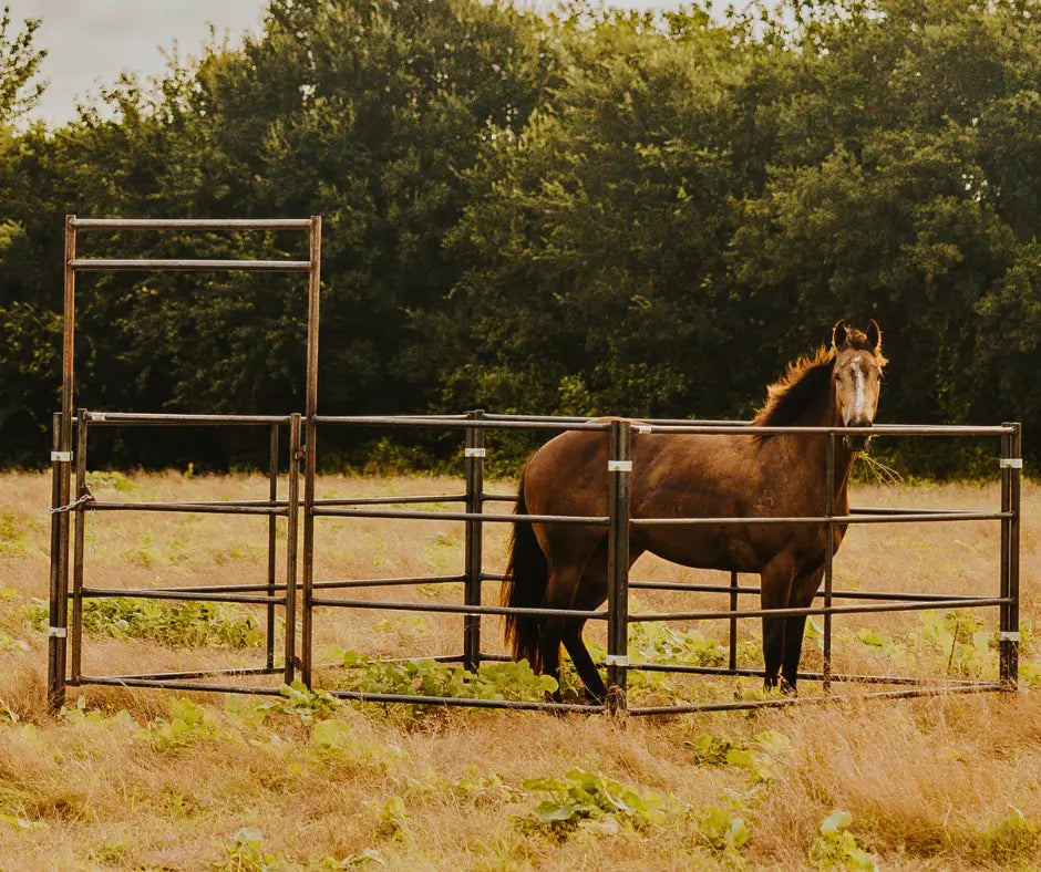 Brown horse standing in a small 4 rail pen