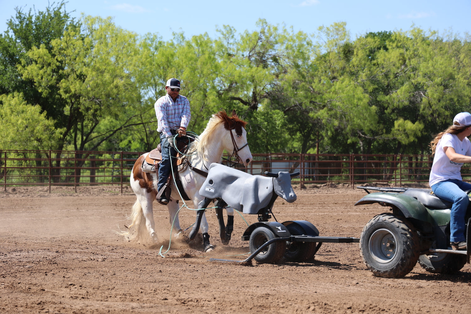 Man horseback roping mechanical steer in arena.