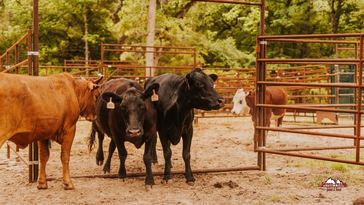 Cattle Panels: What Types Are There and Which One Do You Need?