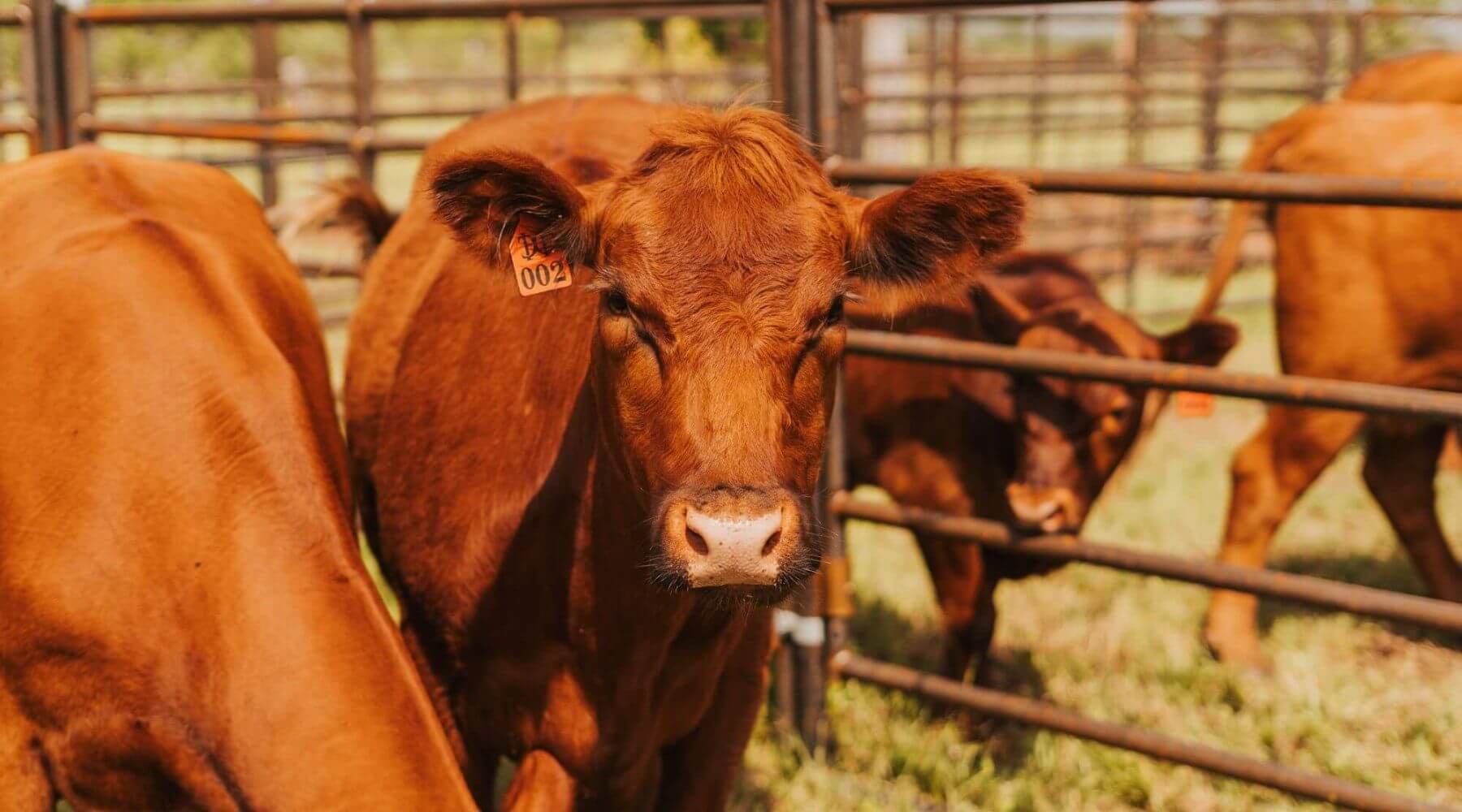 red cattle in front of a cattle handling system