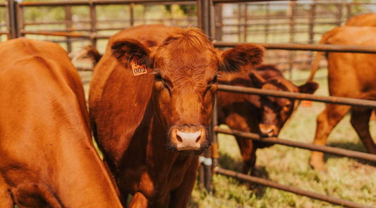red cattle in front of a cattle handling system