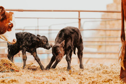 Raising Cattle For Profit: 10 Tips Every Beginner Should Know