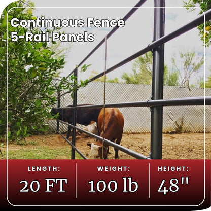 Cattle grazing behind metal pipe fencing