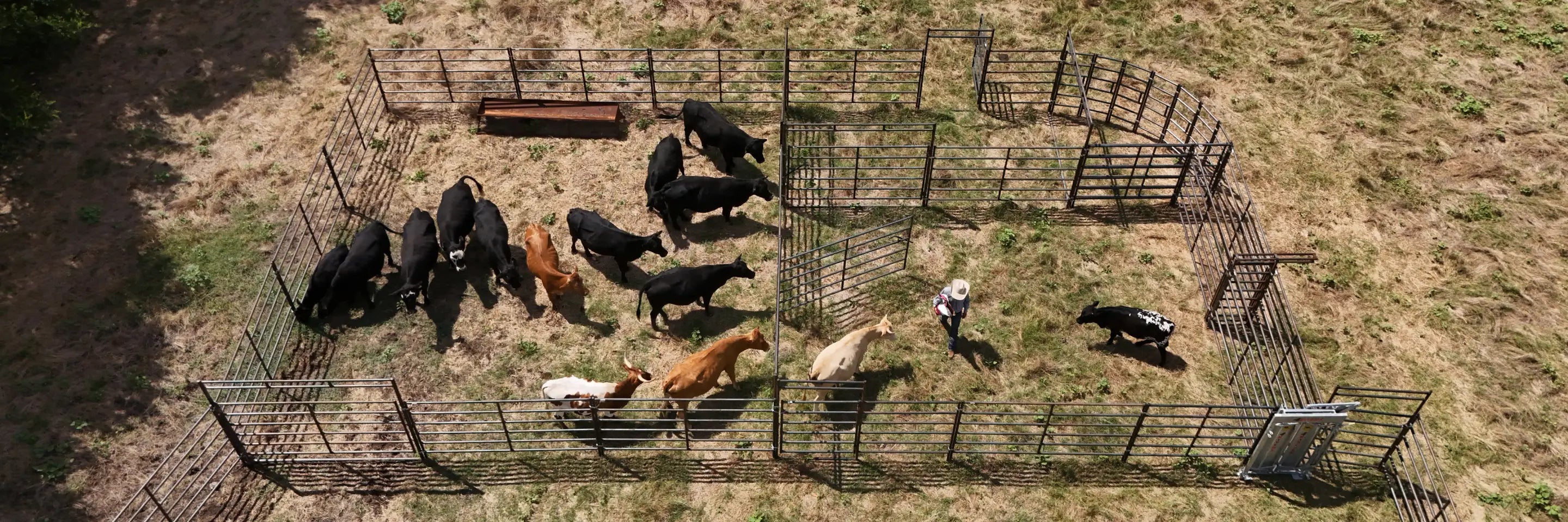 Aerial view cattle pen farmer managing livestock