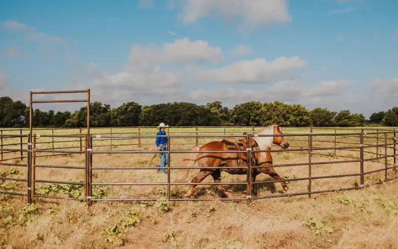 horse training in round pen