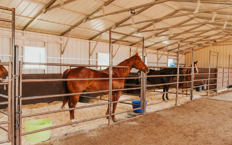 Horse in indoor stall barn with metal fencing.