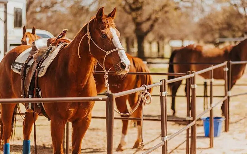 Brown horse with saddle standing in pen
