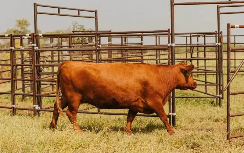 Brown cow in metal pen enclosure on grass field.