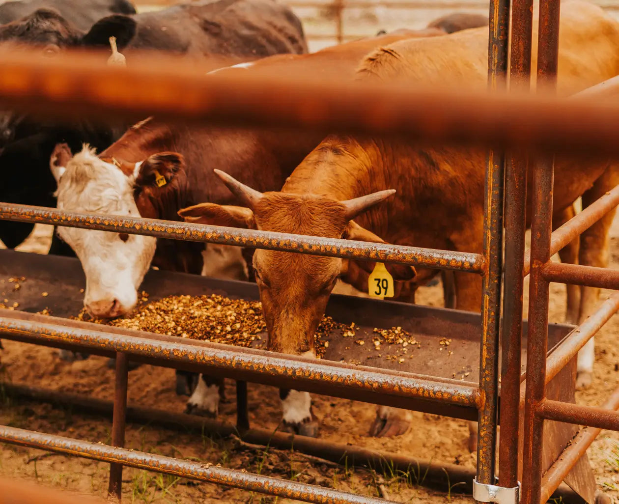 Cows eating feed in fenced enclosure